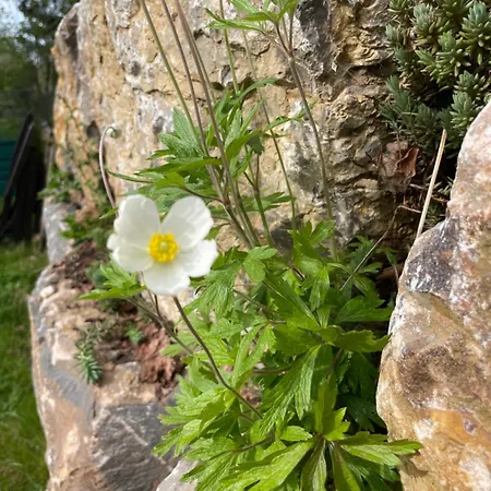 Sonnenschein Lejlighed *