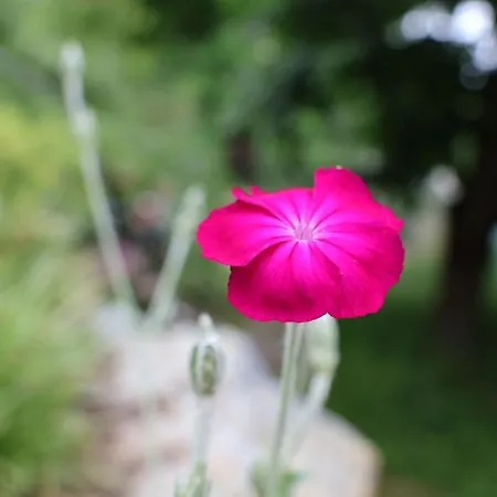 Sonnenschein Lejlighed *