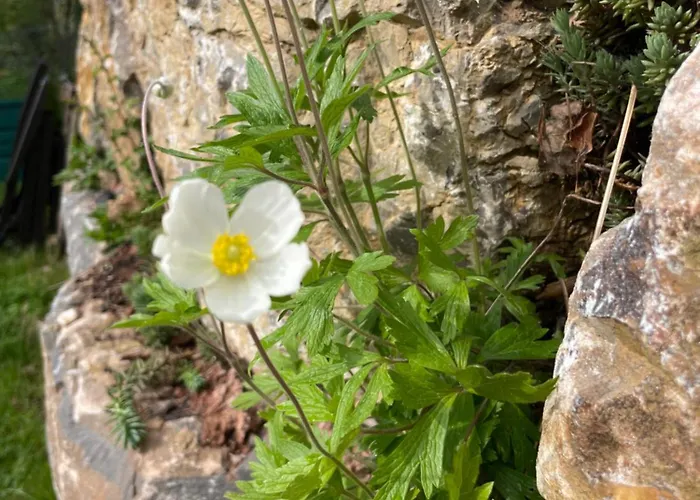 Sonnenschein Apartamento *