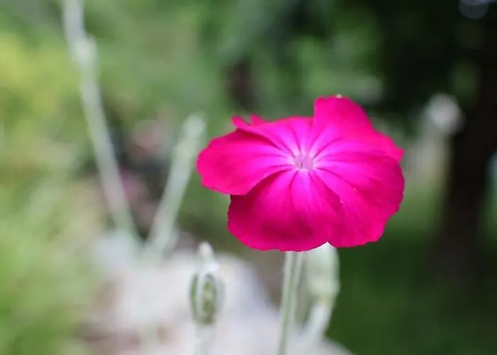 Sonnenschein Apartament *